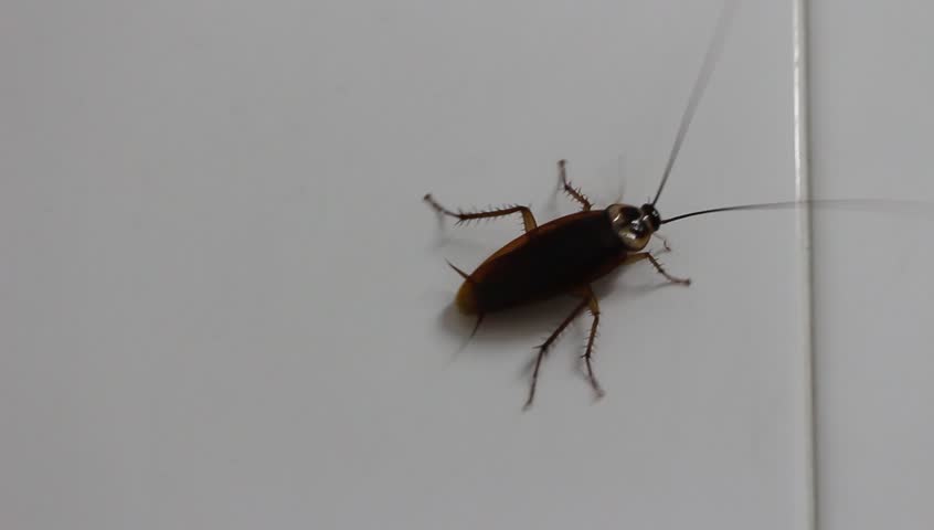 Roaches In Bathroom