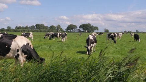 Black and white cows in a grassy field on a bright and sunny day in the Netherlands