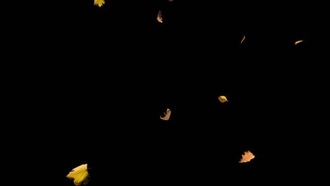 Falling autumn yellow leaves from top in slow motion, closeup wide view, looped animation, isolated on alpha channel with black white matte, perfect for digital composition, film video mapping