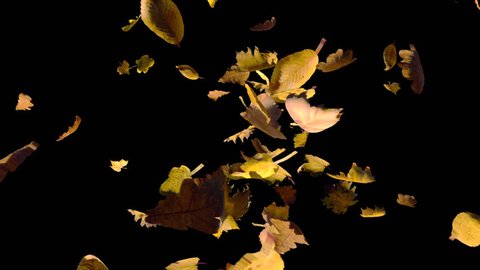 Falling autumn yellow leaves from left, cross frame transition, close up view, with start and end, isolated on alpha channel with black white matte, perfect for digital composition, film video mapping
