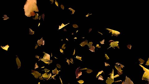 Falling autumn yellow leaves towards to camera, cross frame ahead transition, wide close up view,  isolated on alpha channel with black white matte, perfect for digital composition, film video mapping