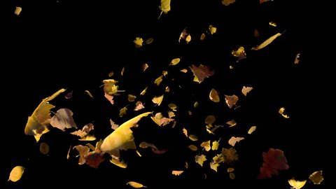 Falling autumn yellow leaves away from camera, cross frame forward transition, wide close up view,  isolated on alpha channel with black white matte, perfect for digital composition film video mapping