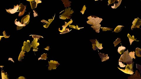 Falling autumn yellow leaves from top, cross frame transition, close up view, with start and end, isolated on alpha channel with black white matte, perfect for digital composition, film video mapping