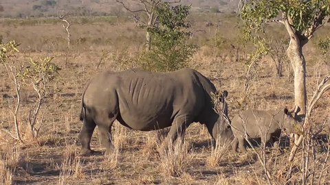 rhino walking and eating grass in the savannah of the kruger national park