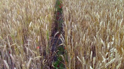 Through the wheat fields