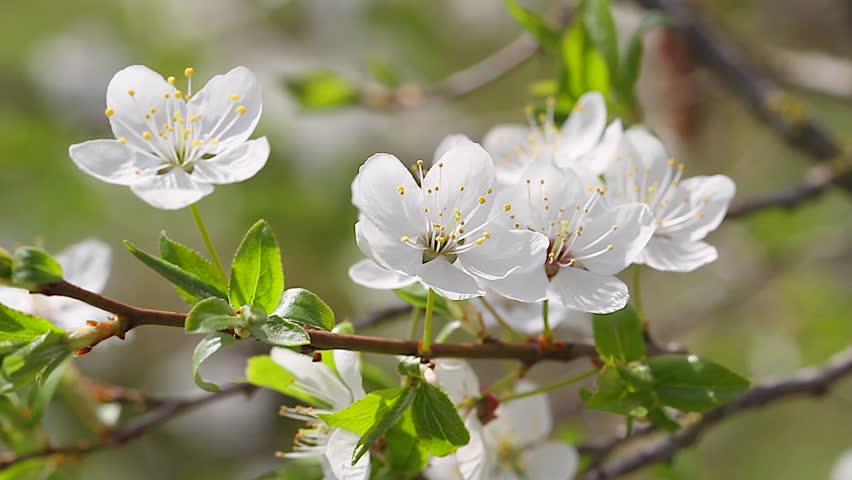 flowers of apple tree
