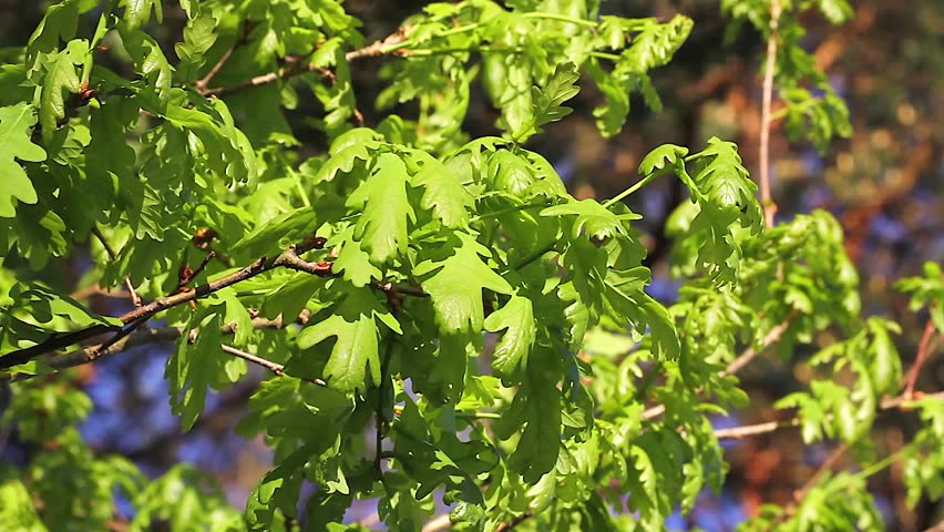young leaves of oak