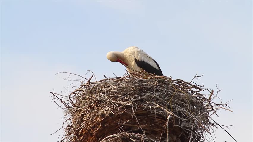 stork in a nest