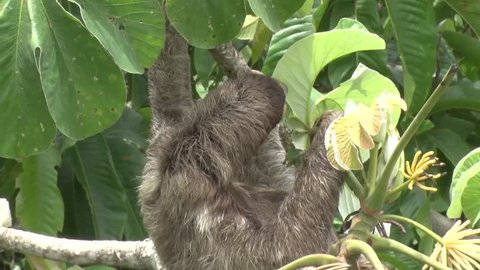 Brown-throated three-toed Sloth hanging in rainforest feeding on green leaves on a windy sunny day close up
