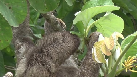 Brown-throated three-toed Sloth hanging in rainforest feeding on green leaves close up
