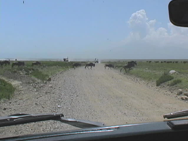 Gnu or Willderbeast crossing the road in the Serengeti