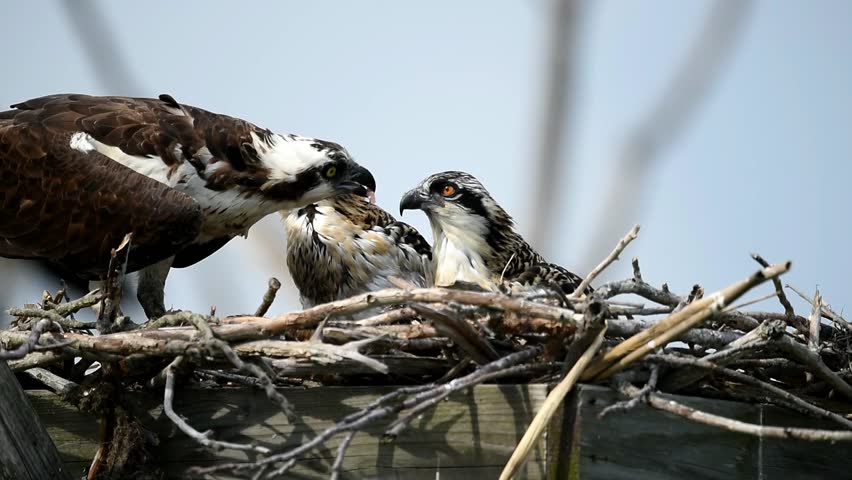 what do osprey eat