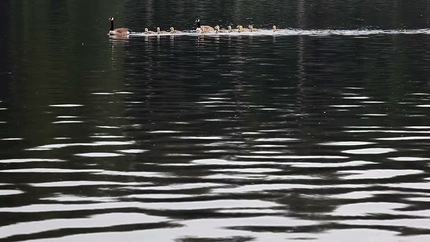goose family swimming on a pond - HD - 1920x1080