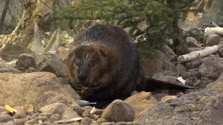 Beaver eating in natural environment.