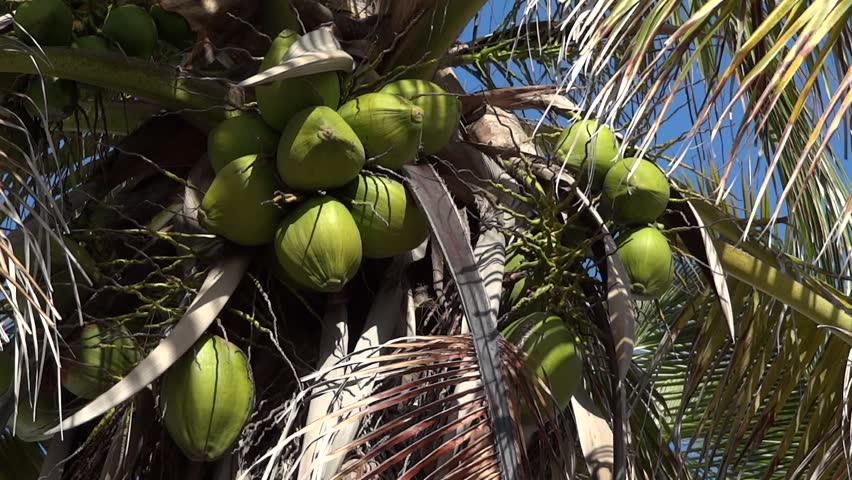 Coconuts in palm tree.