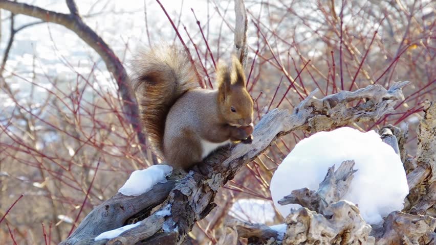 Hokkaido Squirrel eating a walnut