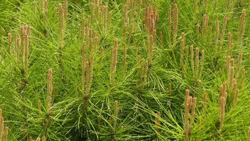 Pinus halepensis, commonly known as the Aleppo pine, is a pine native to the Mediterranean region. In Israel it is called Jerusalem pine.