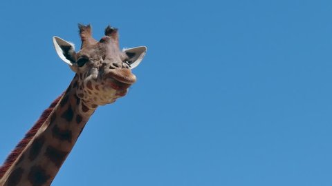 Giraffe (Giraffa camelopardalis) looking at camera. African wildlife in zoological gardens, wild animal in zoo. Copy space