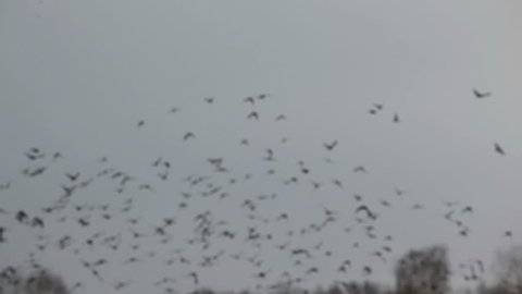 a flock of birds floating in the air in 1080x1920 HD video
