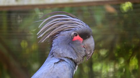Palm Cockatoo Black Parrot Closeup (Probosciger Aterrimus)