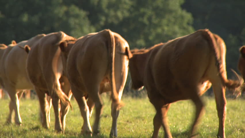 Livestock - HD 1080p. Cows and bulls in a field in the English countryside. Slow