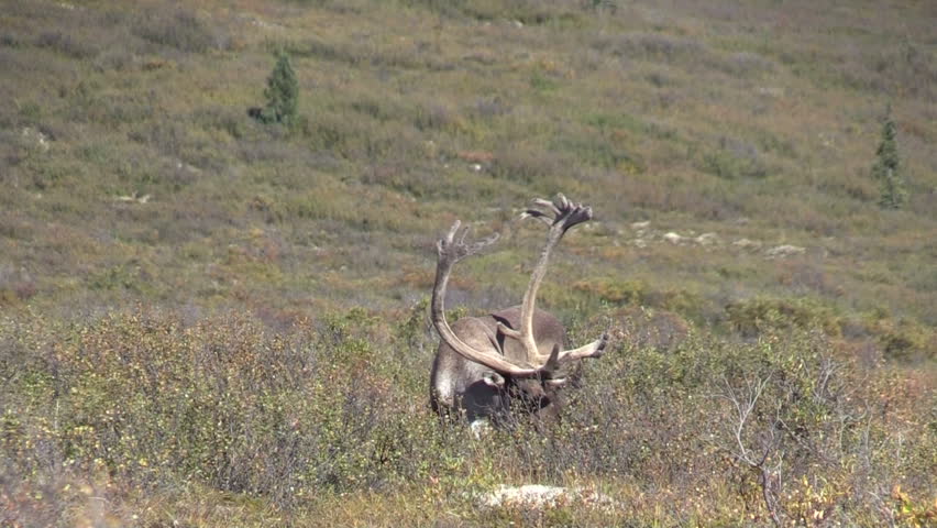 Barren Ground Caribou Bull