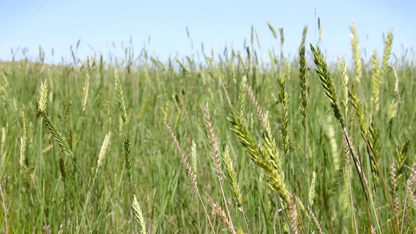 Thresher cuts hay in a Montana farm field with grasses in the foreground
