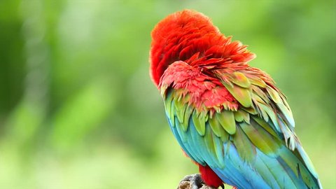  Macaw Parrot