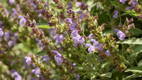 Salvia officinalis (sage, also called garden sage, or common sage) is a perennial, evergreen subshrub, with woody stems, grayish leaves, and blue to purplish flowers. It is member of family Lamiaceae