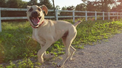 SLOW MOTION CLOSE UP: Excited puppy dog running freely around with tongue out, exploring ranch surroundings on early evening. Adorable happy young mutt jumping around on sunny evening at local park Stock Video