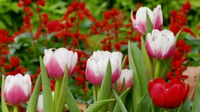Beautiful  Tulips in the garden with green natural background 