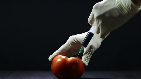 Tomato against GMOs. Unsuccessful injection into fresh red tomato.
