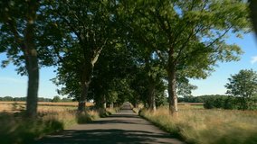 Driving on a road with trees. Sunlight and Shadows. Europe, Germany. POV. Clip contains avenue, sunny, countryside, car	
