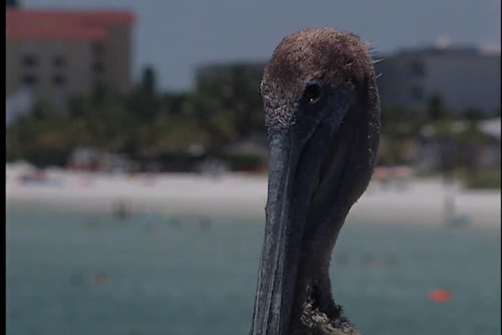 A pelican