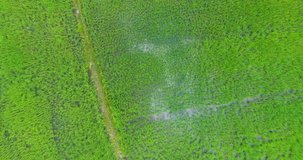 Aerial video, with drone, above ricefield