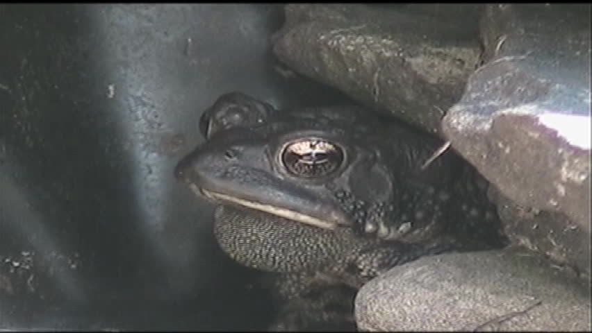 American Toad.