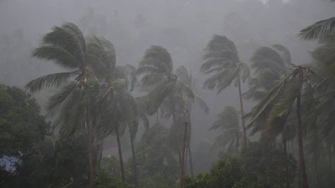 Tropical Palm Trees During Hurricane with Heavy Rain