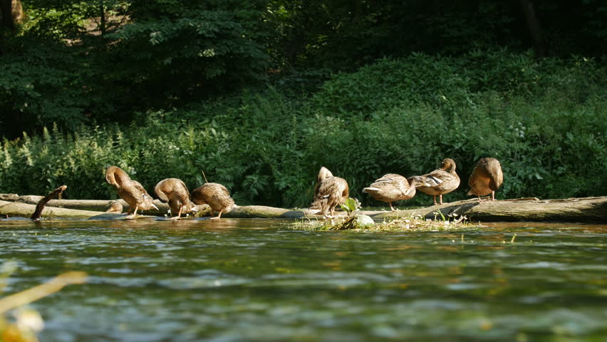 Mallard or wild ducks on top of an old log above the water in the river, sunny day, birds warming by.