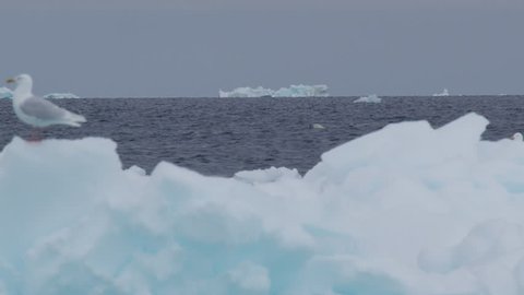 Slow motion - polar bear swims behind iceberg while gull lands on blue ice - A026 C173 0619WM 001