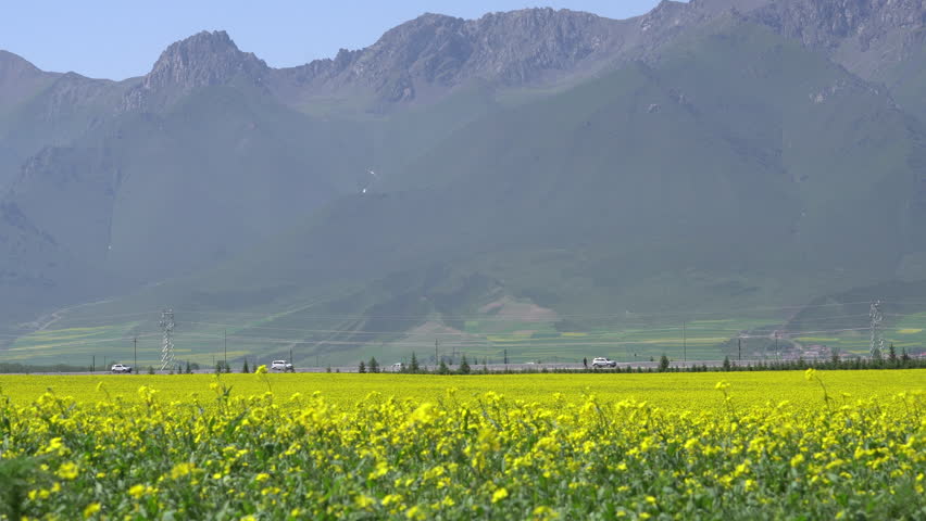 cars traveling through rape flower field at mountain foot in summer