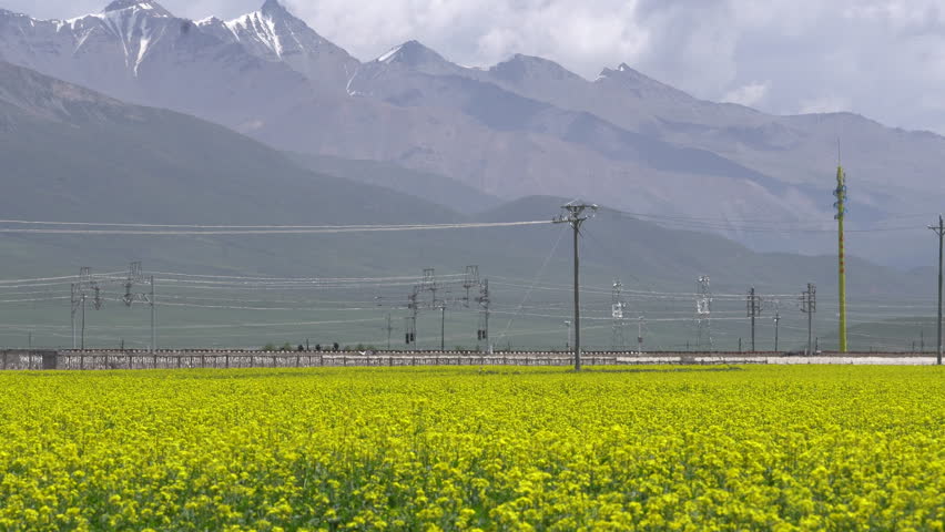 CRH train traveling through rape flower field in summer, under snow mountain, Qinghai Province,China