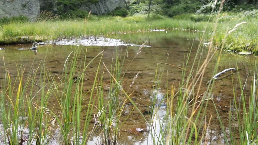 a view of a swamp in the mountains.