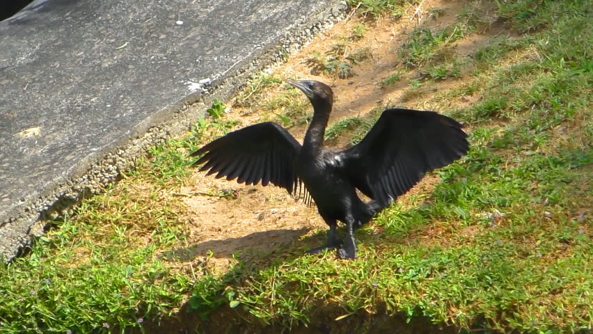 Black Cormorant on the river shakes off water from feathers