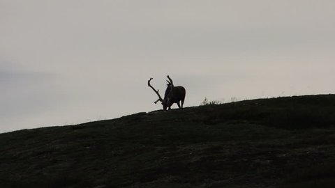 Bull Caribou silhouetted atop a ridge in Denali National Park, Alaska.