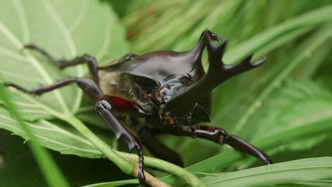 Japanese Rhinoceros Beetle (Trypoxylus dichotoma)