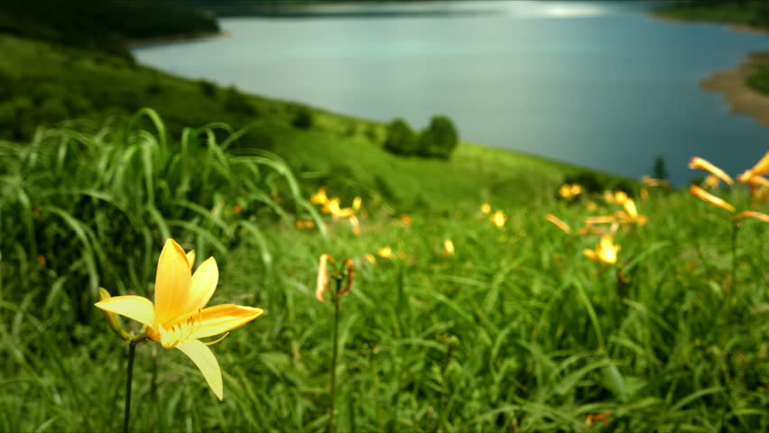 Day lily and lake Nozori