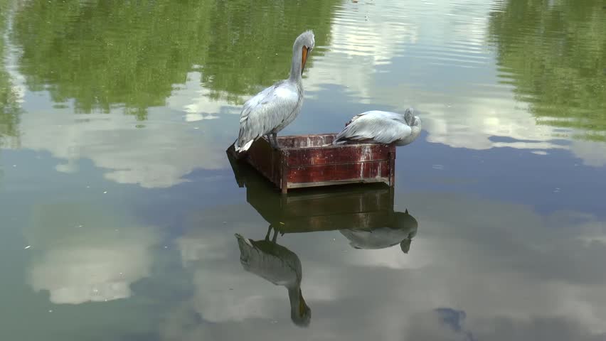 Video clip of two pelicans resting on metal plate