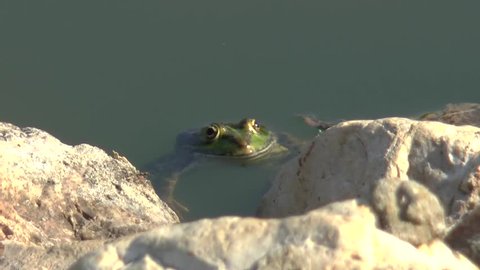 Green frog in pond
