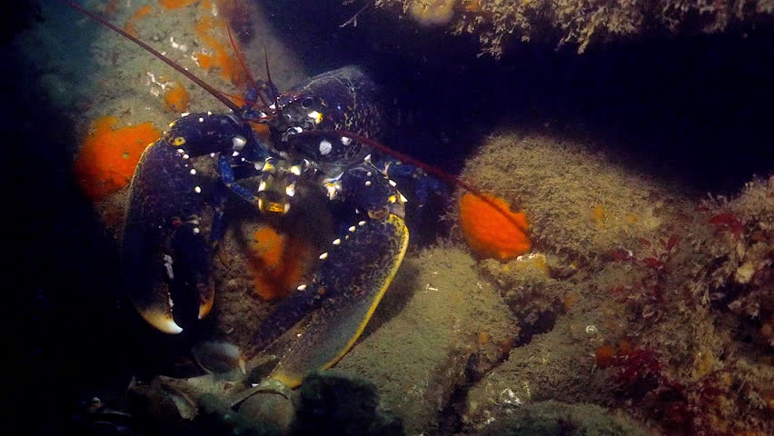 Lobster Homarus gammarus in British swell facing the camera and moving away.