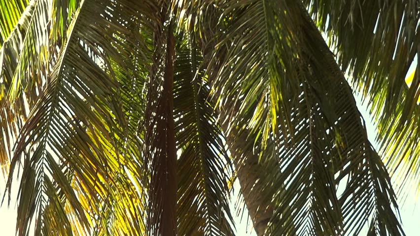 Palm tree leaf closeup